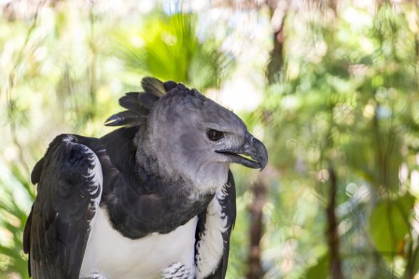 5 Must See Animals At The Belize Zoo Maya Island Air