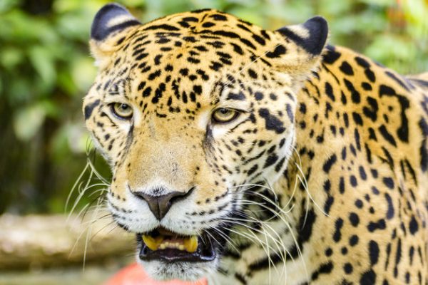 5 Must-See Animals at the Belize Zoo | Maya Island Air